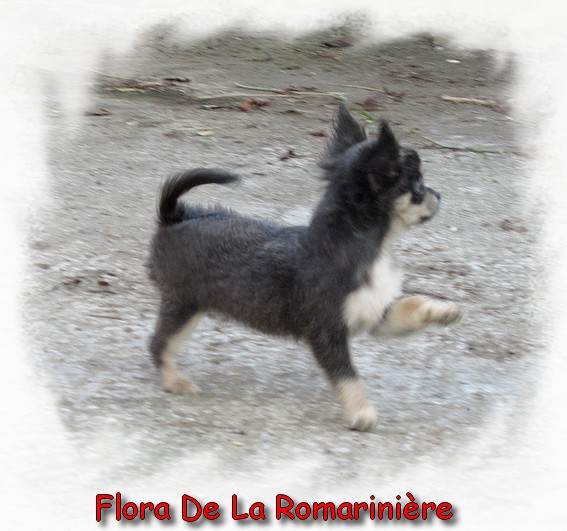 Flora de la romarinière