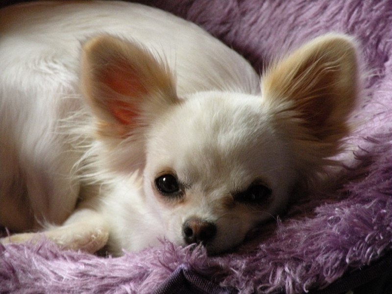 Coco chanel de la romarinière