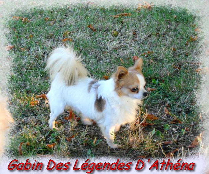 Gabin des légendes d'Athena