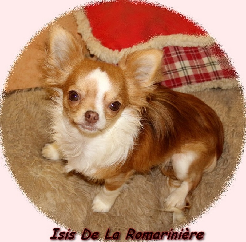 Isis de la romarinière