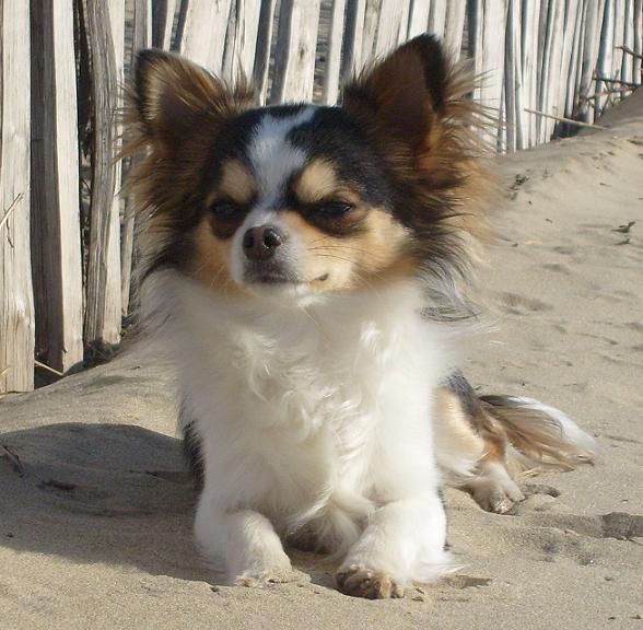 Douky de la romarinière