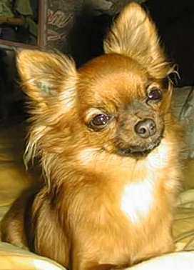 Mes amour de Chihuahua